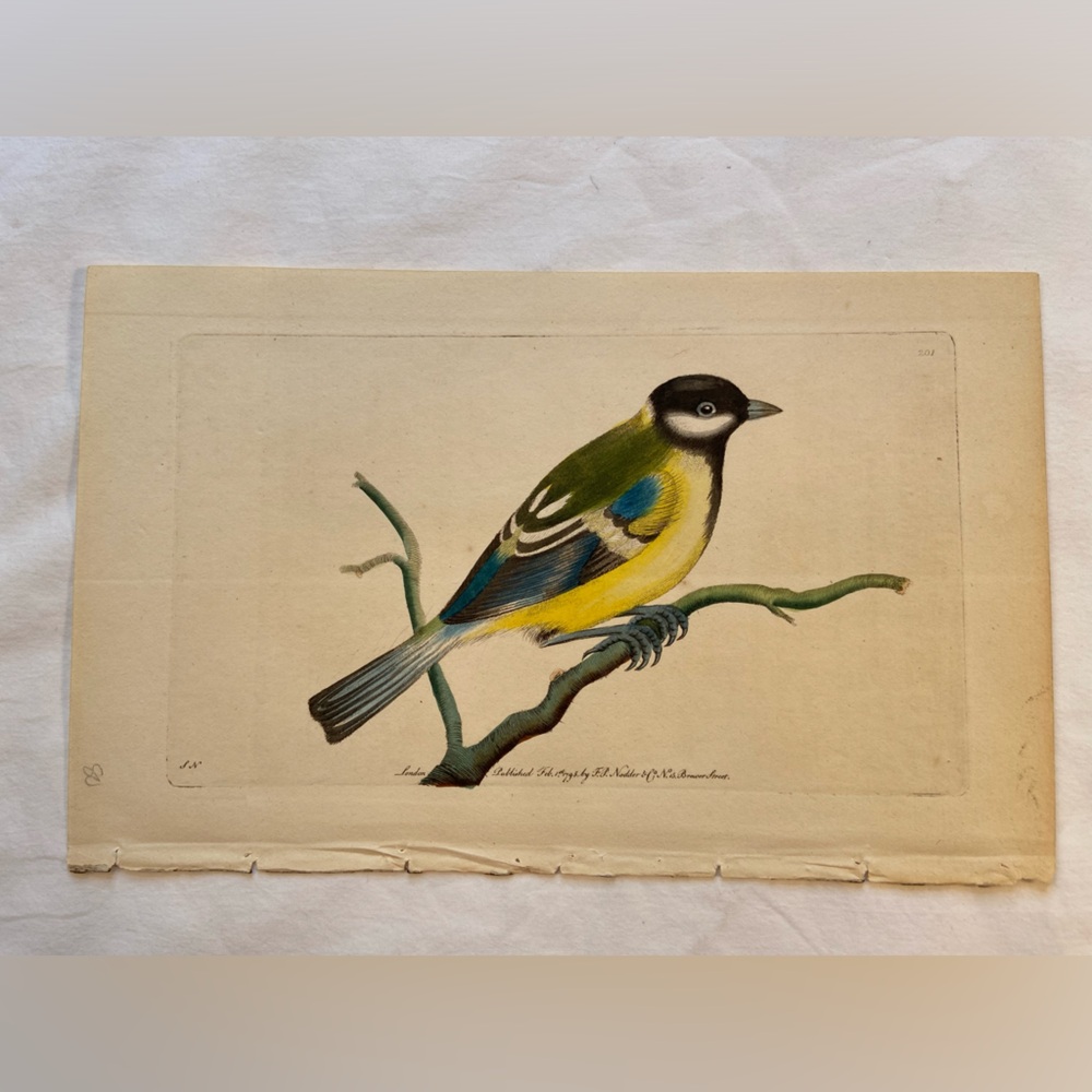 Antique Bird Print, Rare, Hand Colored Engraving, 6” x 9”, 1795‎